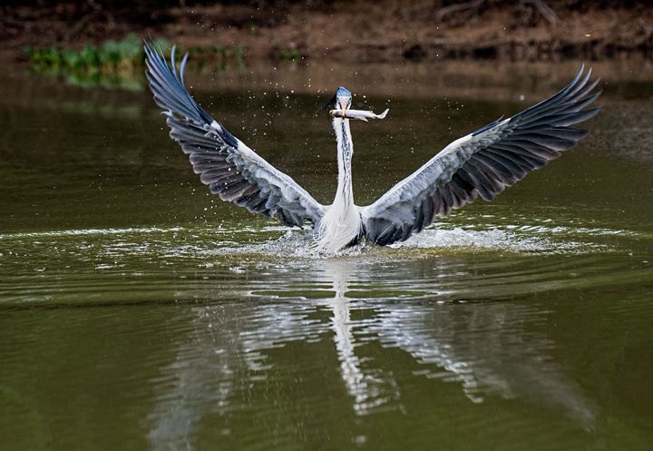 Jabiru stork by Fred Barrington