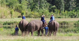elephants Holiday
