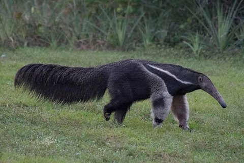 Giant Anteater by Fred Barrington