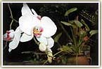 See Thai orchids on our nature holiday 