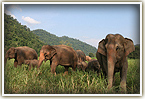 elephants at the elephant nature park