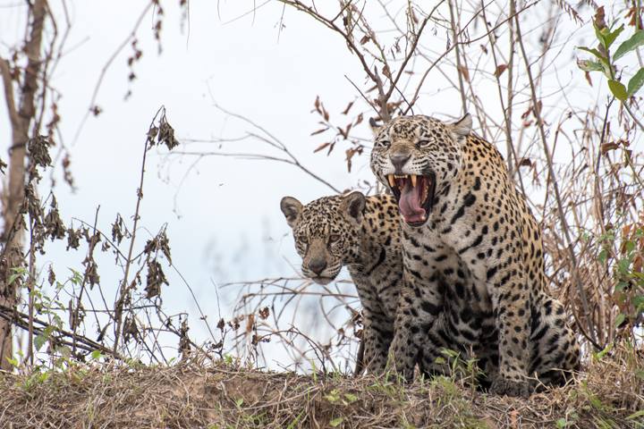 Jaguars by Fred Barrington