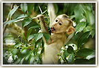 Monkey in Khao Yai