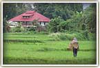 Rice fields in Chiang Rai Thailand