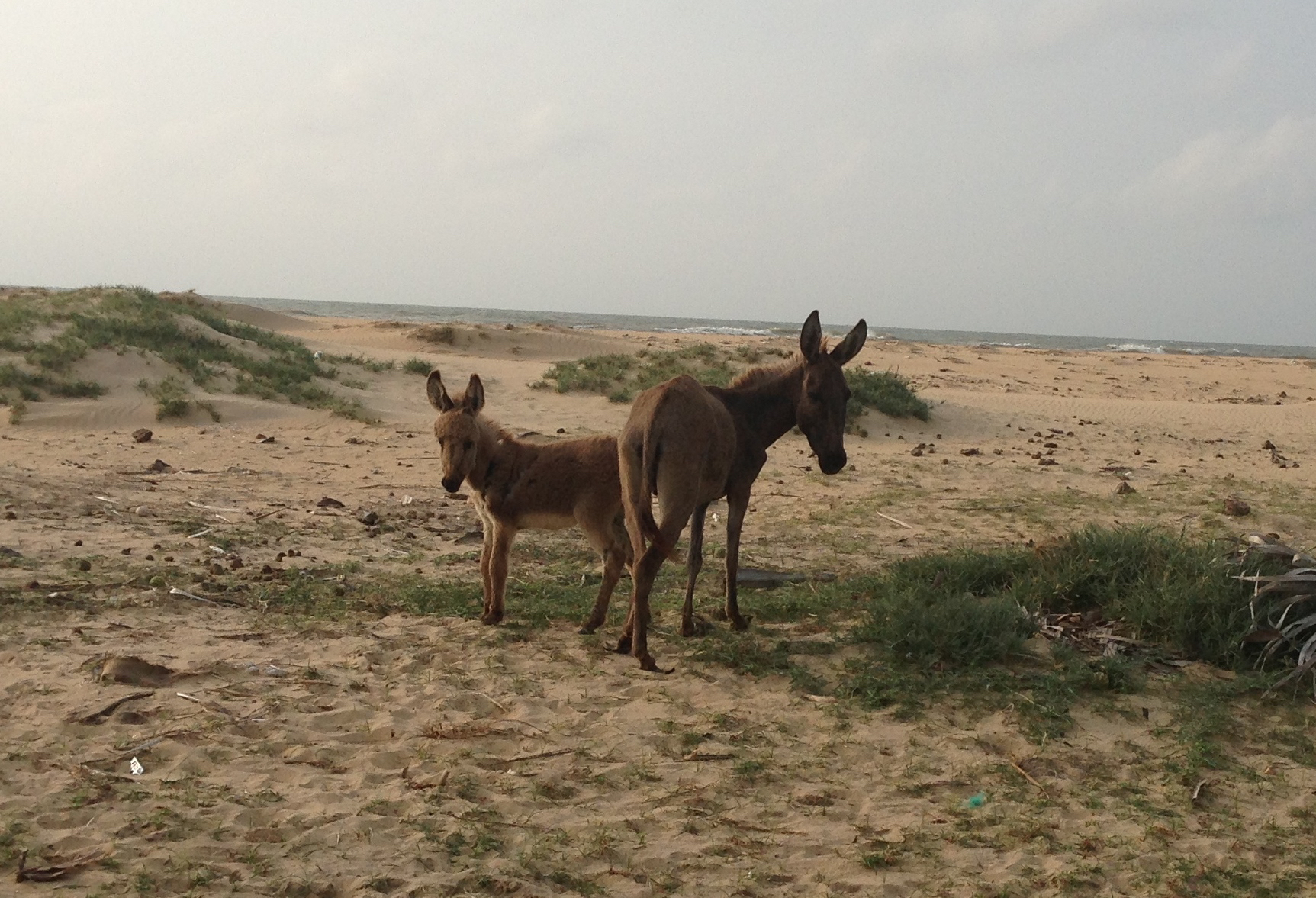 donkeys in kalpitiya