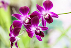 orchid Sri Lanka